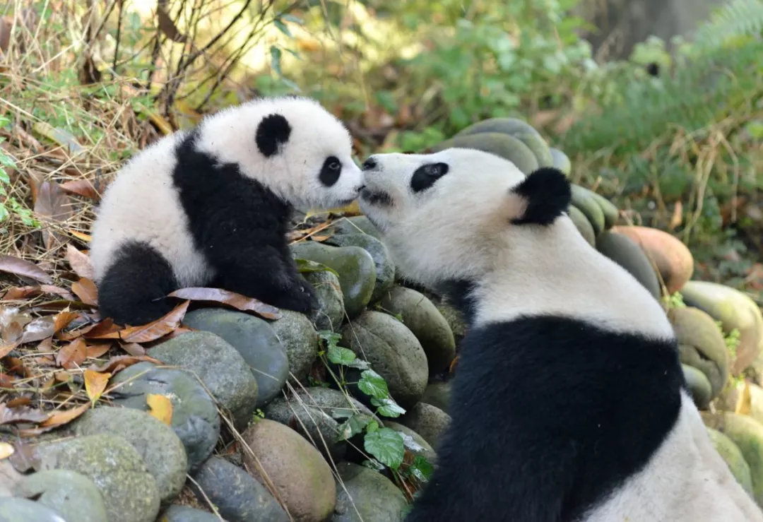 从貔貅（pí xiū）到猫熊——大熊猫的传奇故事